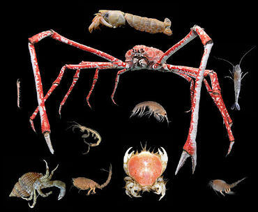 If try to put anything. Groups Of Arthropods Johnson Science Project
