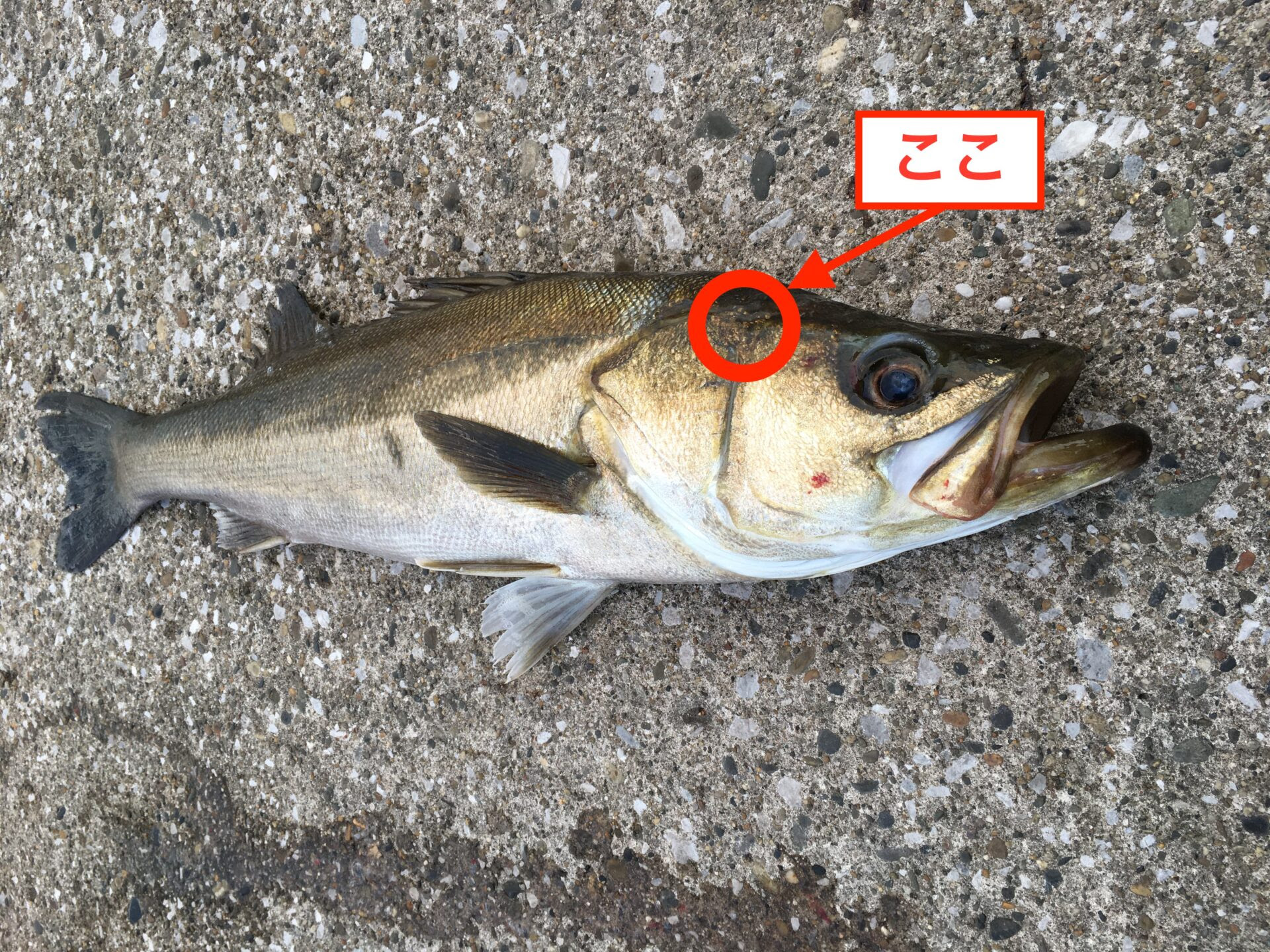 ぜいたく魚 血抜き エラ 場所 魚のすべて