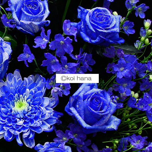 35 かっこいい 青い薔薇 画像 フリー Islamique Background Hd
