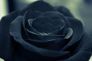 すべての美しい花の画像 最新かっこいい 黒 薔薇 花 言葉