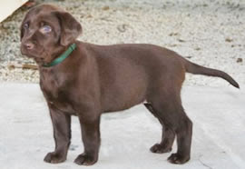 Meet this small, adaptable breed! Red Cedar Acres Labrador Retrievers Litters Past Present