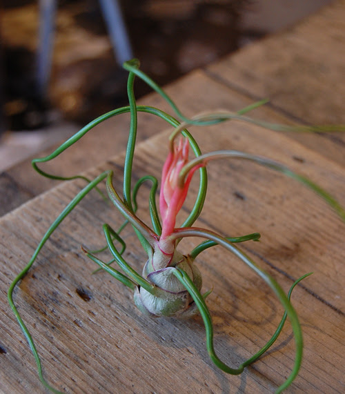 すべての美しい花の画像 50 素晴らしいチランジア ブルボーサ 花