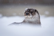 river otter