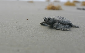 PHOTO: Sea turtles are among the many wildlife species affected by damage done to wetlands and estuaries on the Gulf Coast as a result of the Deepwater Horizon explosion and oil spill.