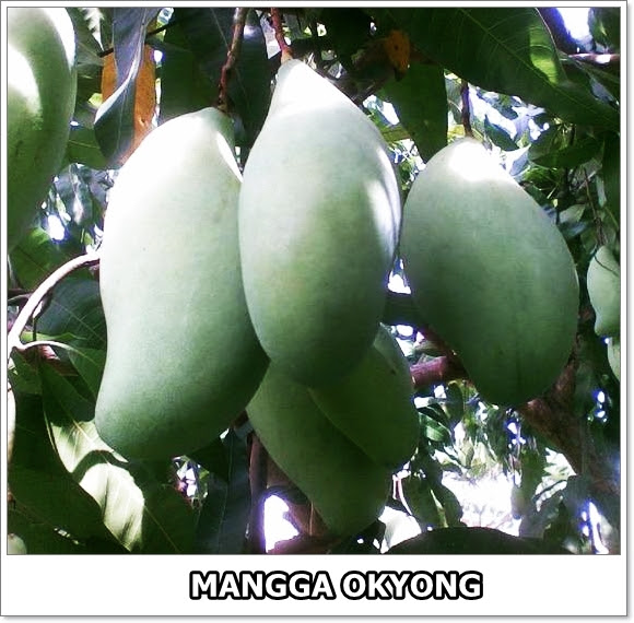 Mangga Okyong-2-01