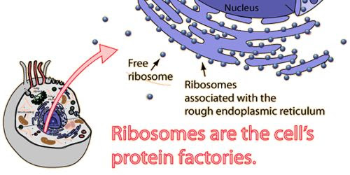 What is the structure and function of the ribosomes. Ribosome Definition With Structure And Function Qs Study