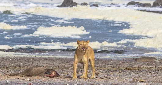 Beach lions again hunting seals and coastal birds in Namibia, after 35 years - Africa Geographic
