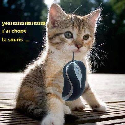 Humour Image Drole De Chat Avec Texte Texte Prefere