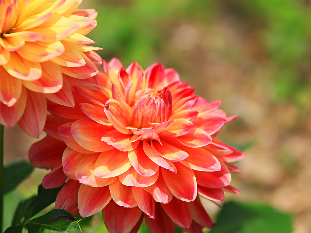 すべての花の画像 ベストダリア 壁紙