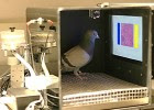 pigeon training environment