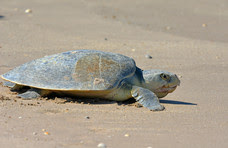 A Kemps ridley sea turtle onshore. 
