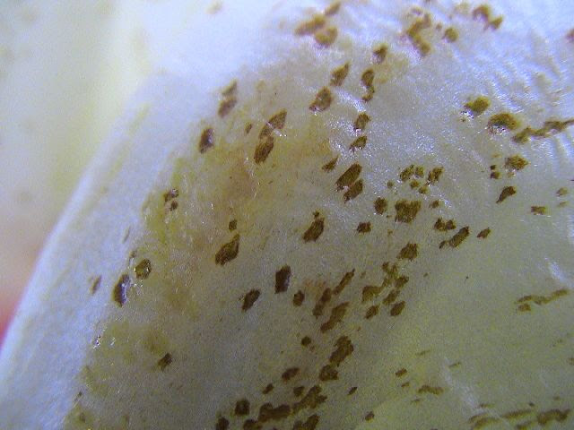 無料ダウンロード レタス 茶色 レタス 茶色 斑点