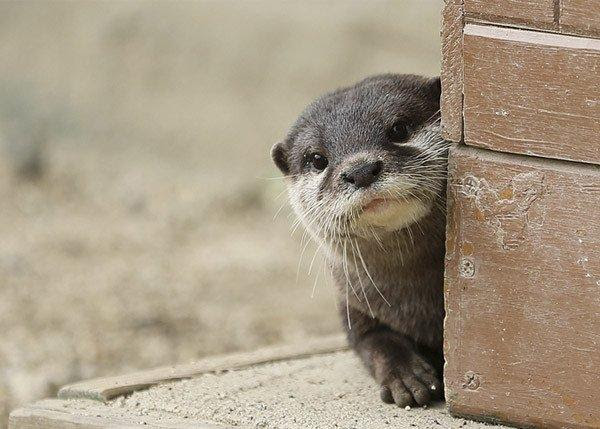 25 カワウソ 壁紙 スマホ ただ素晴らしい花