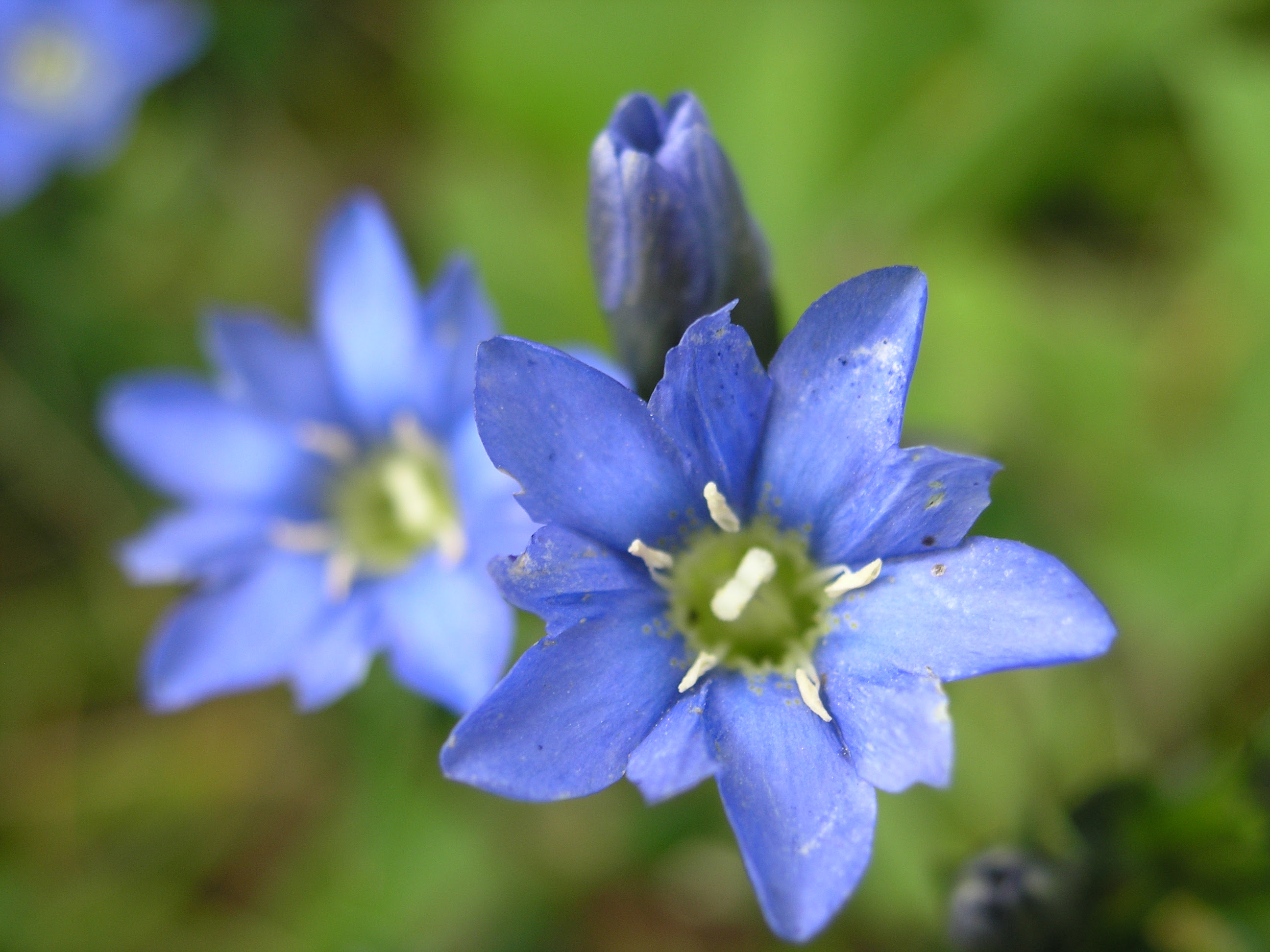 トップ100 花 言葉 リンドウ 最高の花の画像