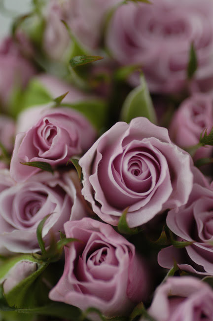 すべての美しい花の画像 ロイヤリティフリー紫色 の バラ 花 言葉