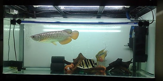 Freshwater fish tanks Arowana