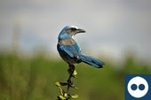 FL Scrub Jay