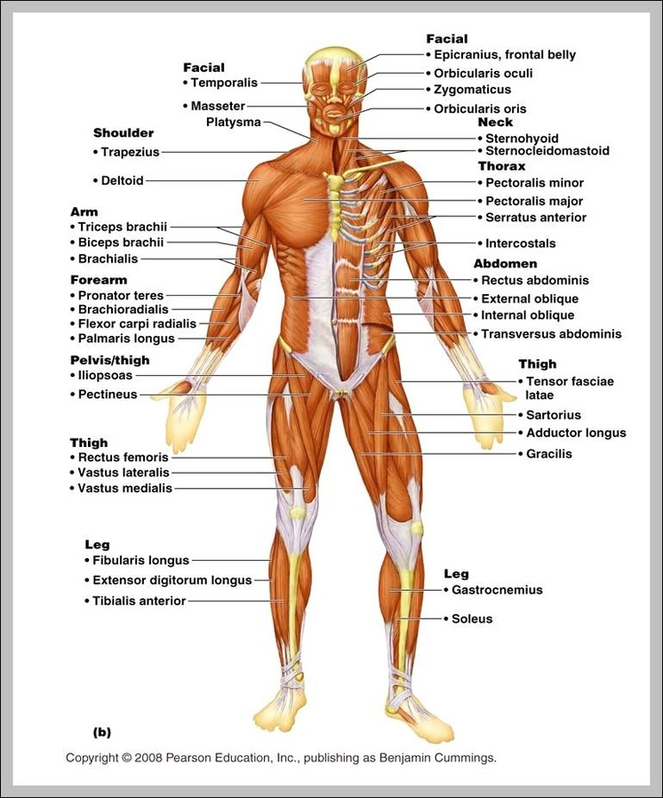 Regular price $35 00 $35.00. Map Of The Human Body Organs Anatomy System Human Body Anatomy Diagram And Chart Images