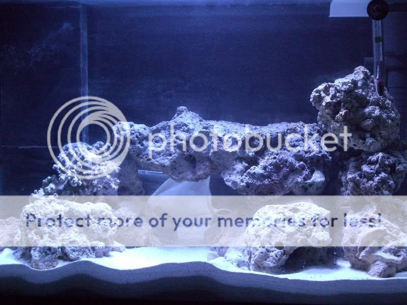 Top fin coral aquarium ornaments mailbox post. Musho3210 S Reef Log Reef Central Online Community