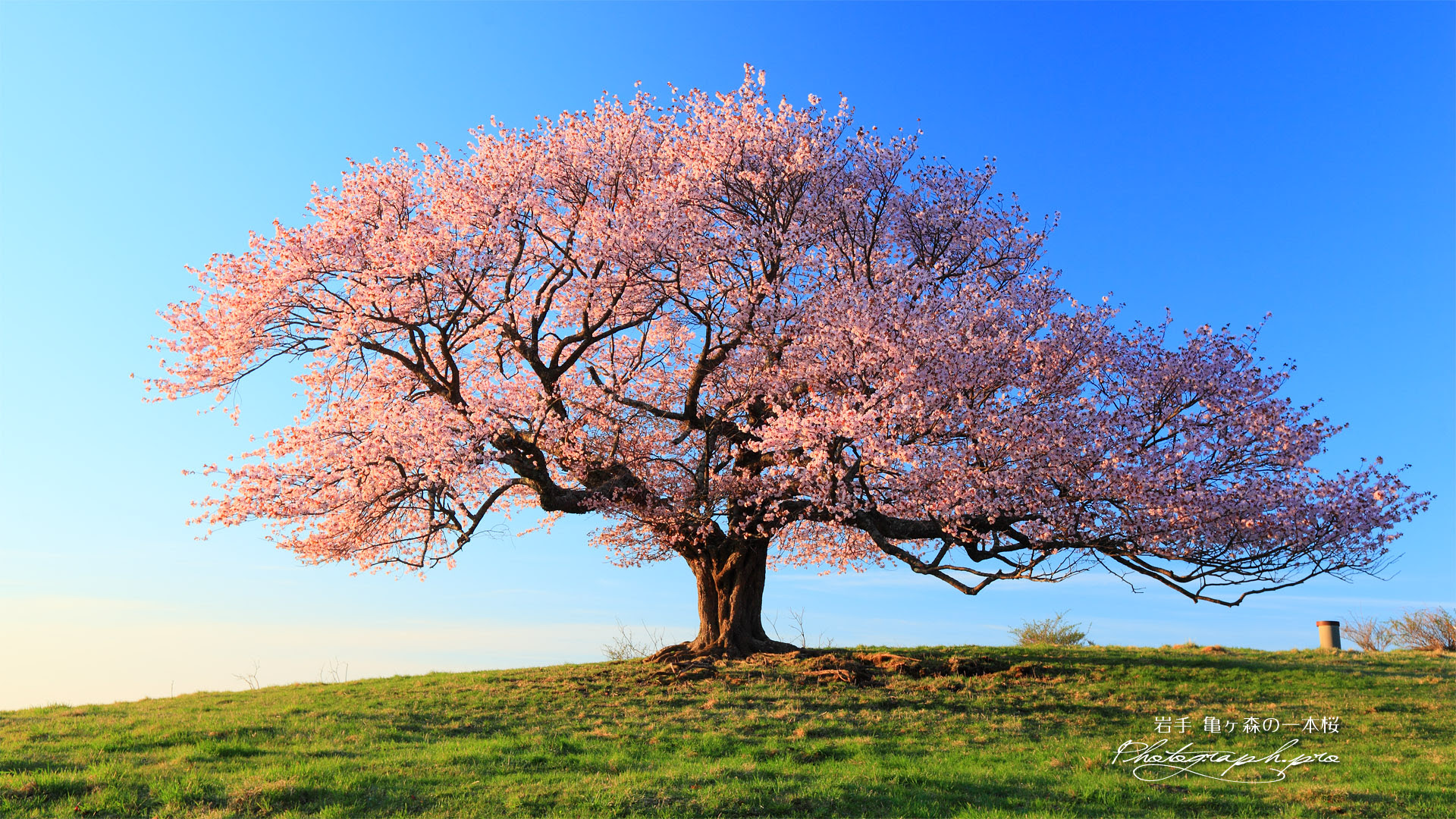 これまでで最高の壁紙 Pc 桜 すべての美しい花の画像