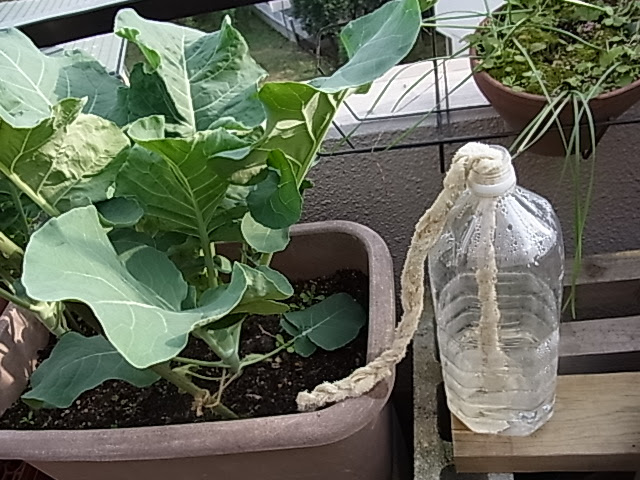 すべての美しい花の画像 ベスト50 植木鉢 水 やり