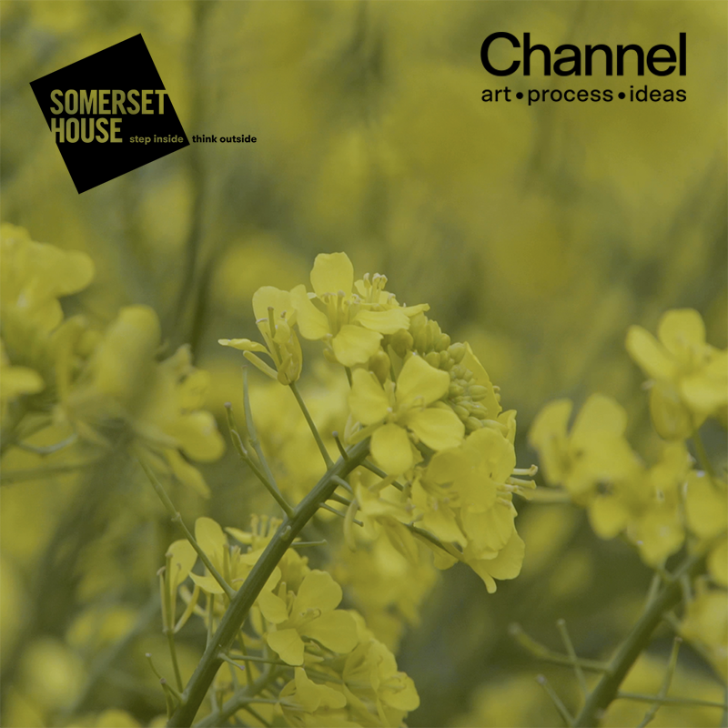 A still from Revital Cohen & Tuur van Balen's May The Fox Take You. A field of bright yellow flowers (maybe rapeseed), with a close up of one individual branch of the plant. In the top left is the Somerset House logo and top right the Channel logo.