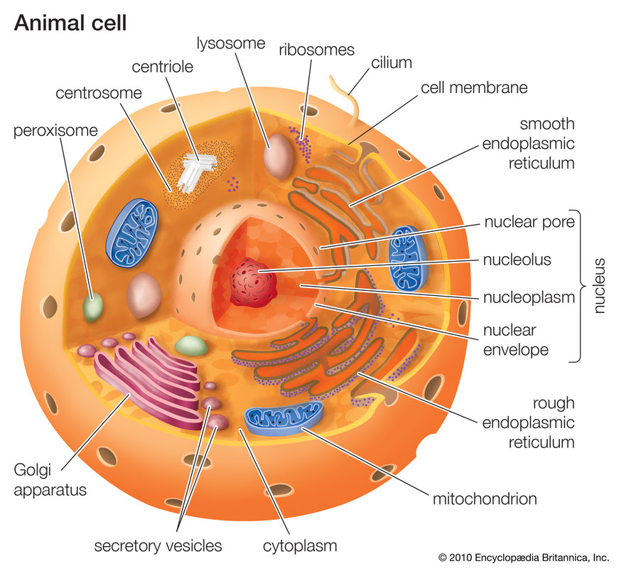 A vacuole is an organelle in cells which functions to hold various solutions or materials. Animal And Plant Cells Cells