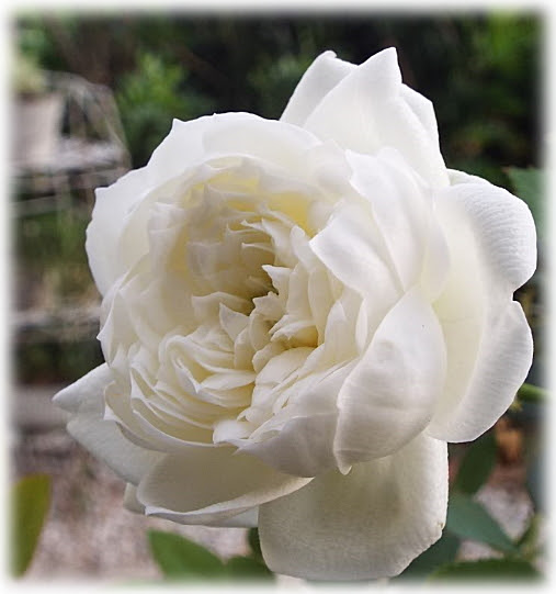 すべての美しい花の画像 ロイヤリティフリーバラ 白 品種