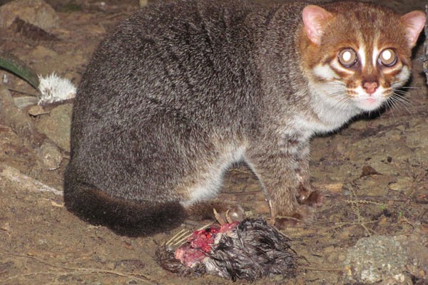 Foto Kucing Hutan Sumatera Gambar Ooo