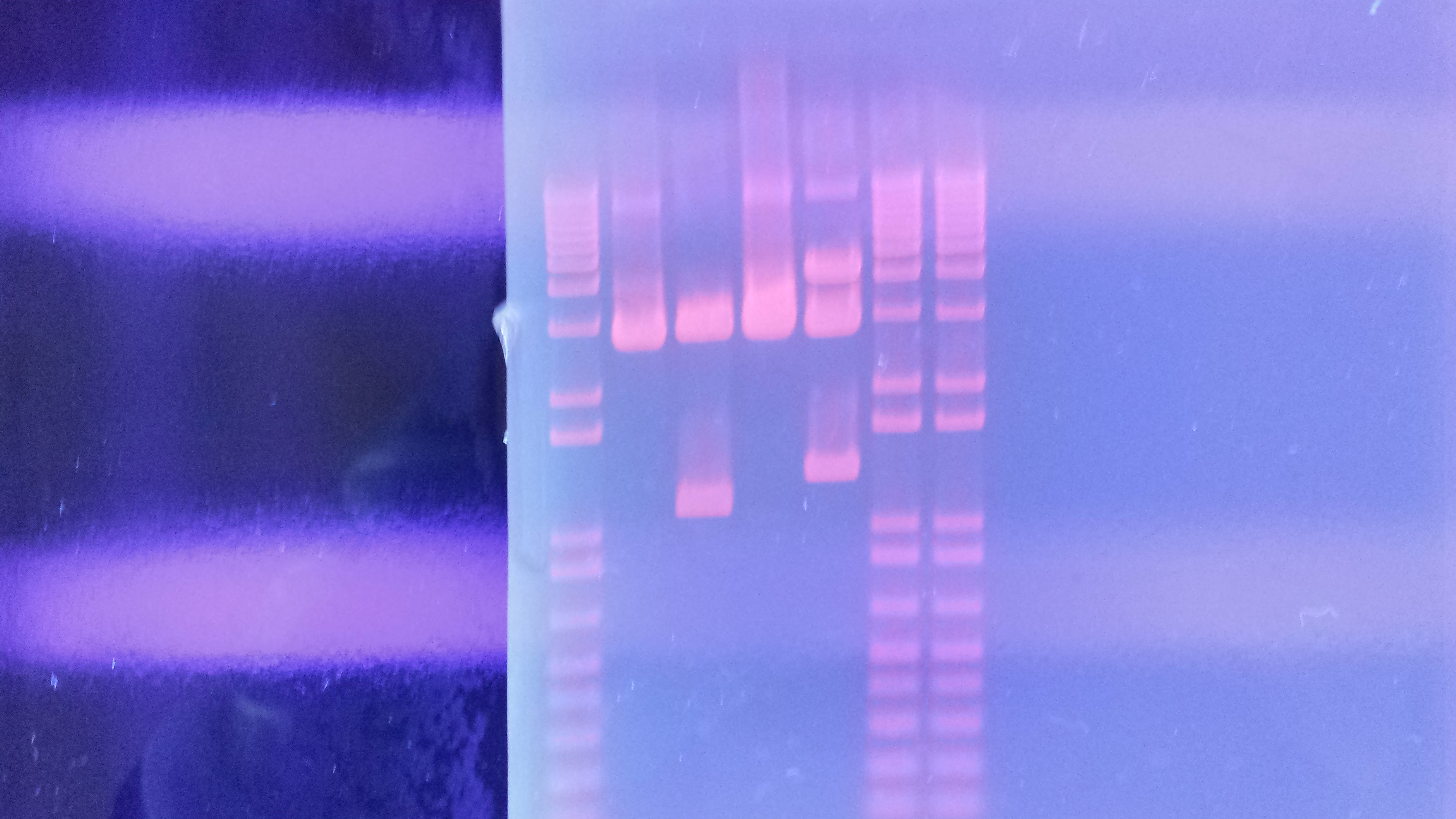 Bestseller: Pogil Activities For Ap Biology Genetic ...