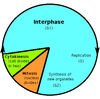 Maybe you would like to learn more about one of these? Chapter 11 Notes Cell Cycle