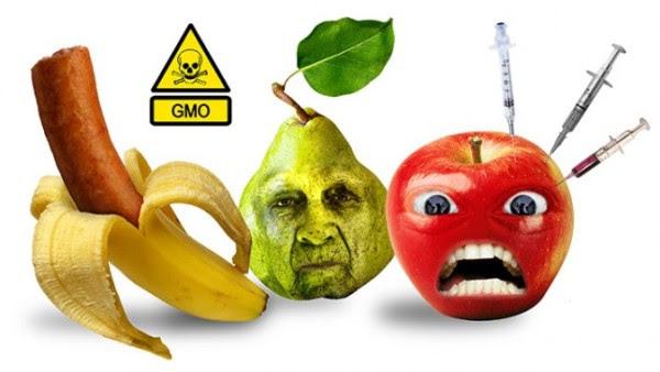 gmo hrana