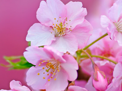 [最も人気のある！] 桜 おしゃれ 壁紙 241375-Pc 壁紙 桜 おしゃれ