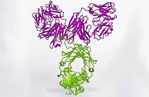 Model of VRC01 antibody