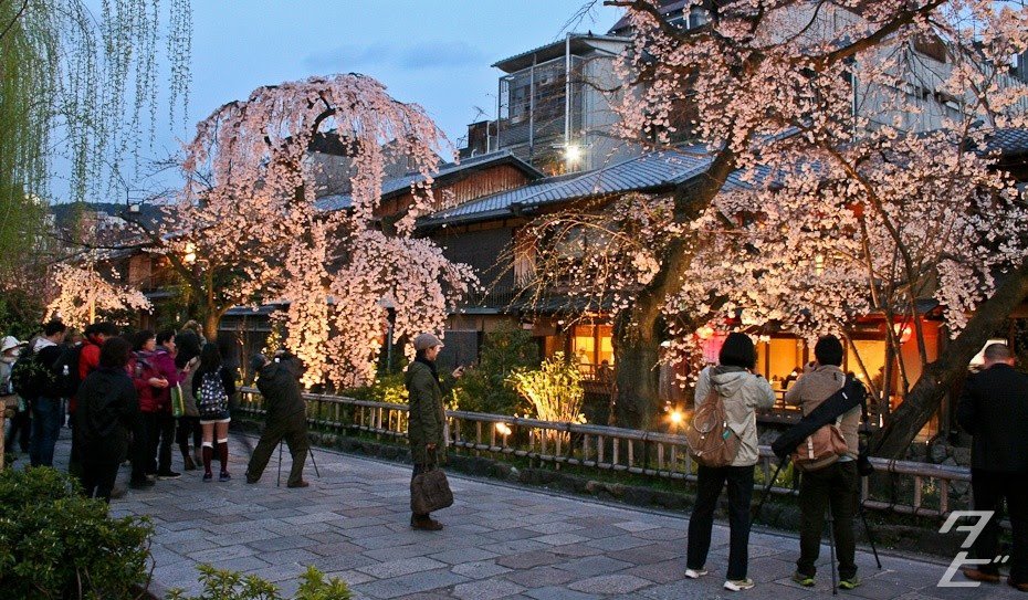 Resultado de imagem para hanami em kyoto