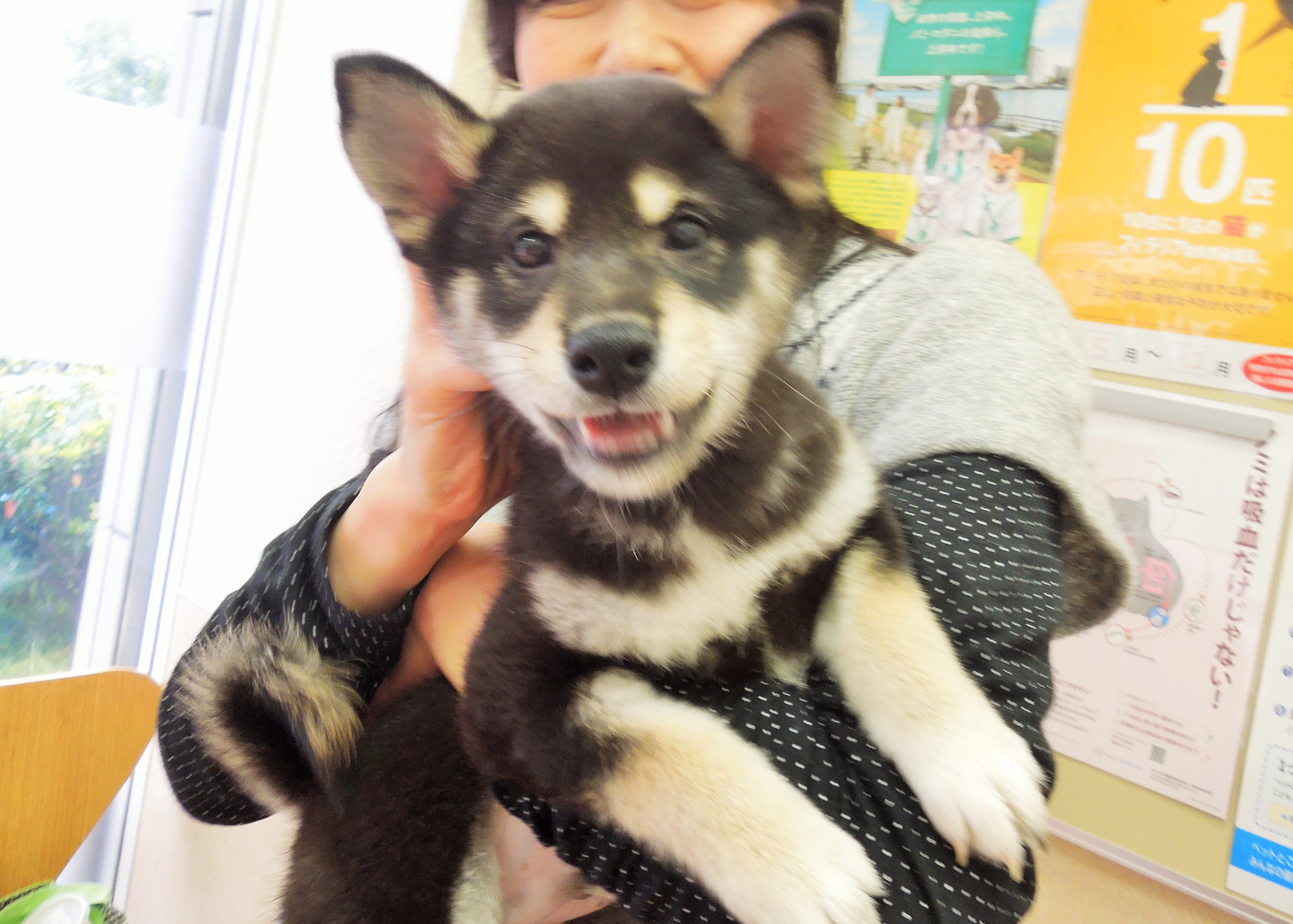 ベストオブ 子犬 髪の毛 噛む 画像ブログ