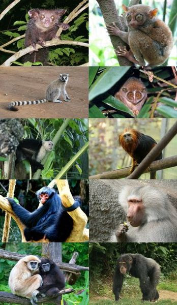 File:Primates - some families.jpg