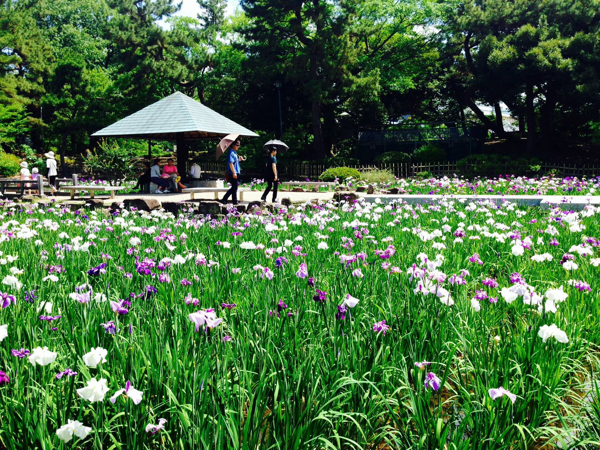75 鶴舞 公園 花 まつり すべての美しい花の画像
