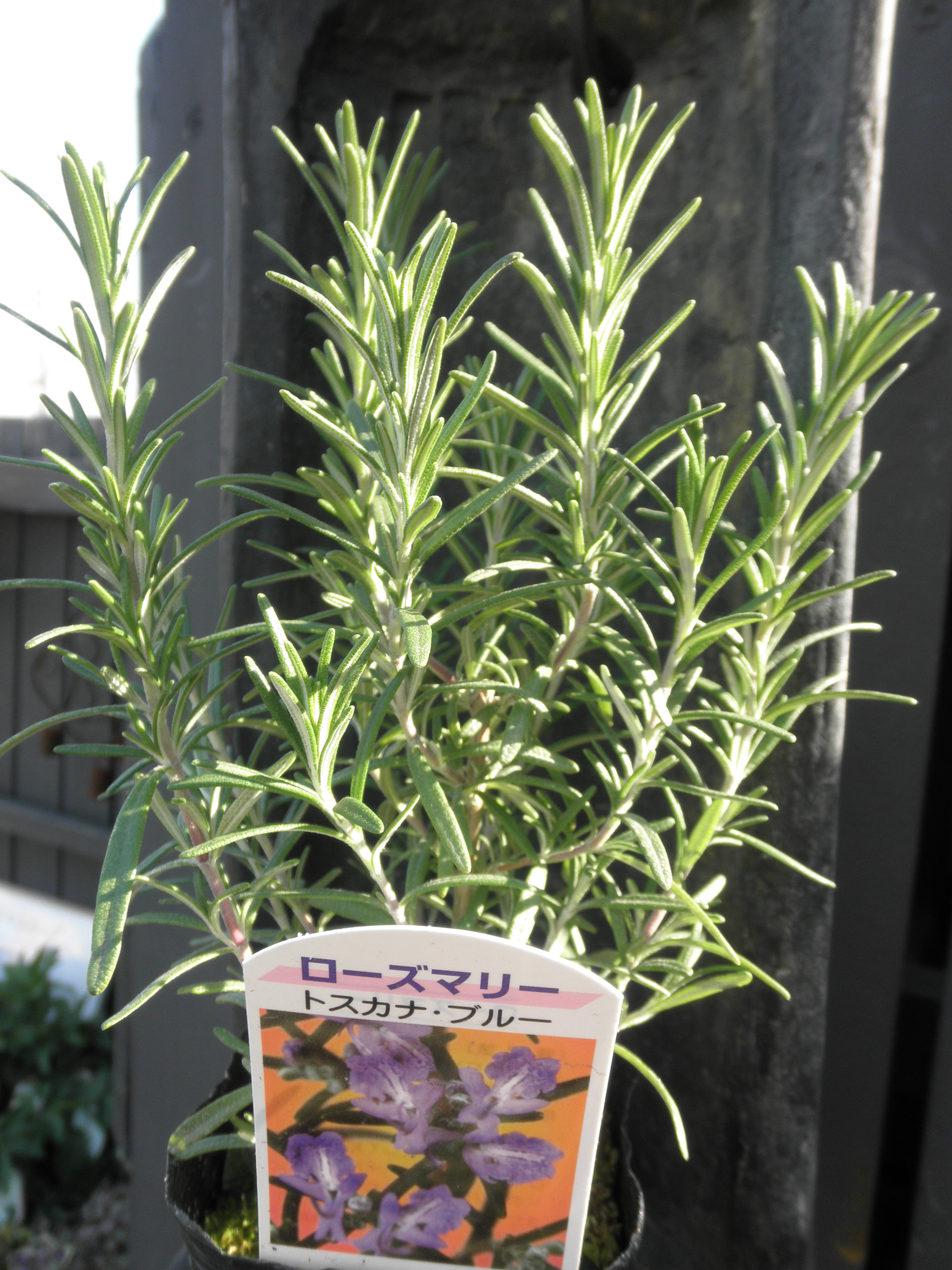 すべての花の画像 トップ100 ローズマリー 品種