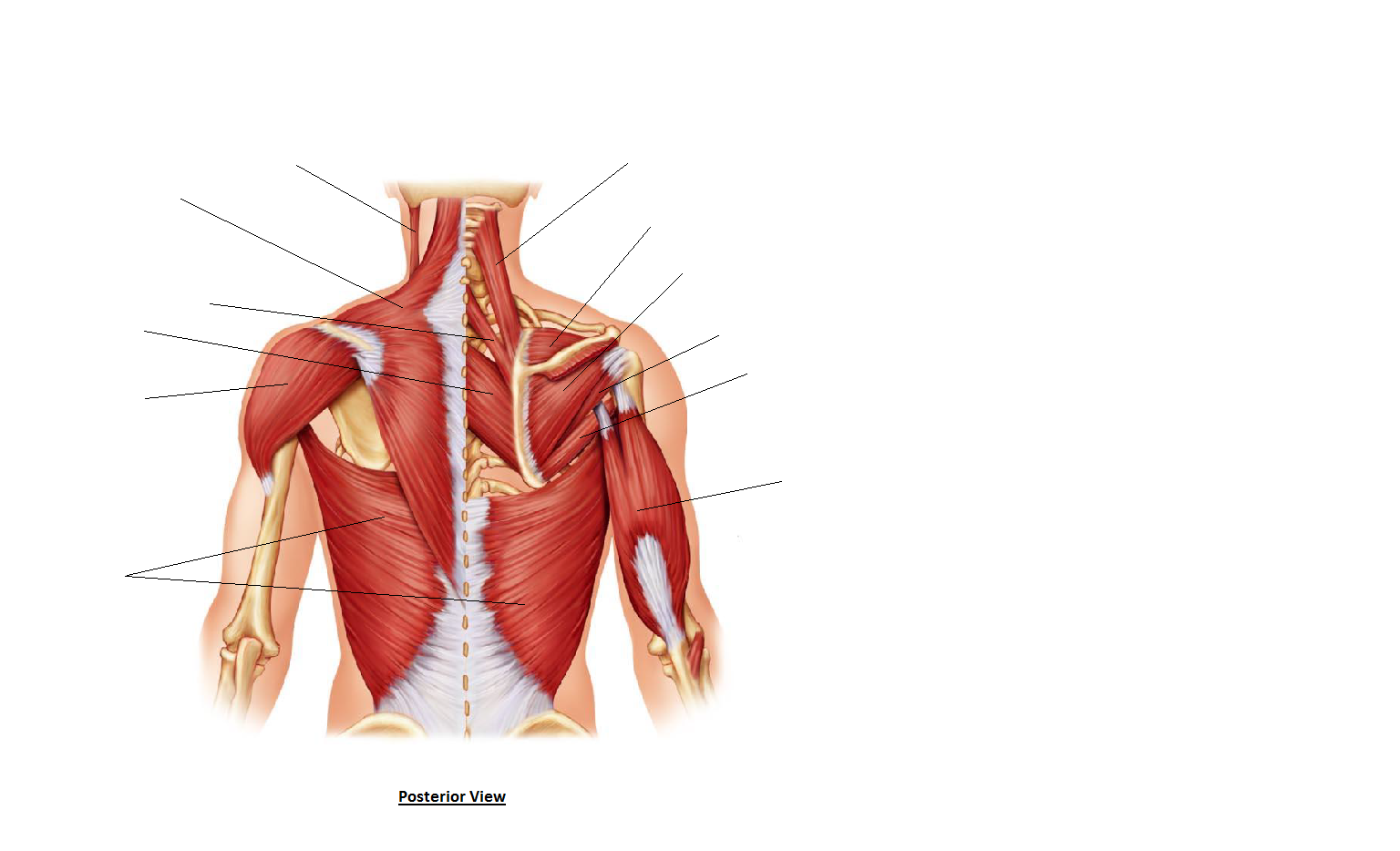 Back Muscles Diagram Simple - labeled muscles of lower leg ...