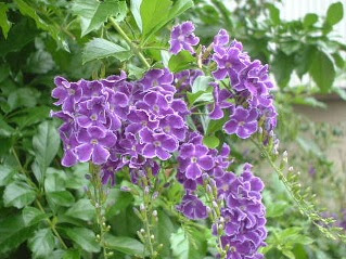 [最も欲しかった] 花 デュランタ 425281-花 デュランタ 言葉