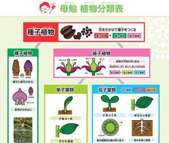 50 素晴らしい中 1 理科 植物 植物の分類表 最高のカラーリングのアイデア