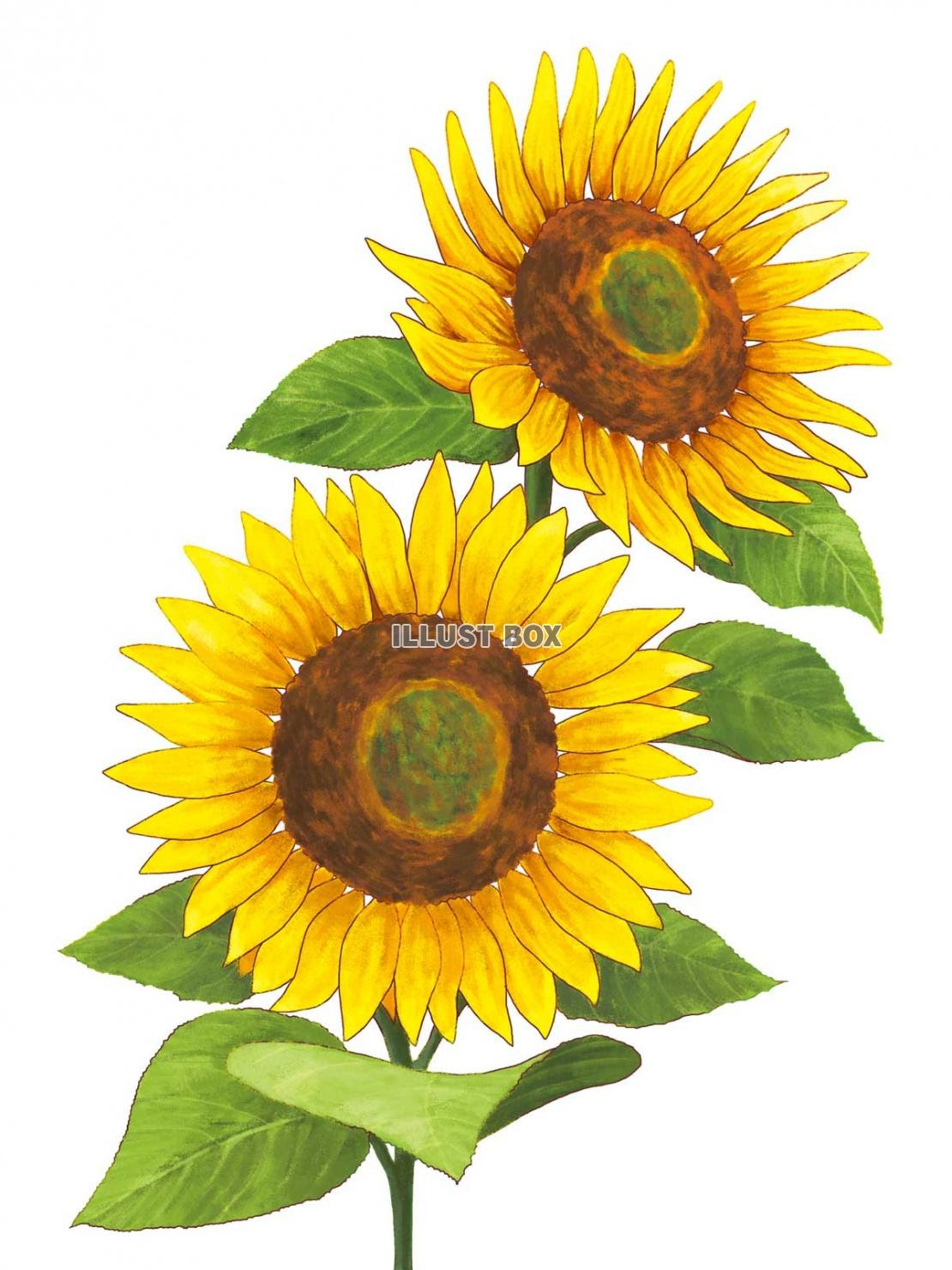 美しい花の画像 ベストひまわり イラスト 手書き