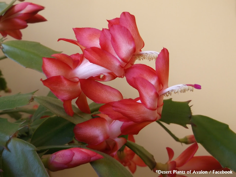 Christmas cacti and thanksgiving cacti belong to the same botanical genus, schlumbergera, meaning they're closely related. How To Tell The Difference Between Christmas Cactus And Thanksgiving Cactus Schlumbergera Desert Plants Of Avalon
