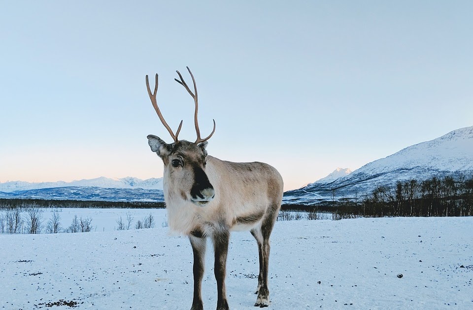 900 Koleksi Gambar  Binatang Rusa  Kutub  HD Terbaik Gambar  