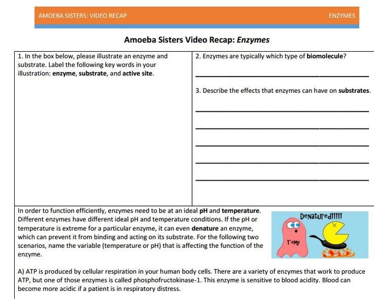 Amoeba Sisters Alleles And Genes Worksheet Answer Key ...