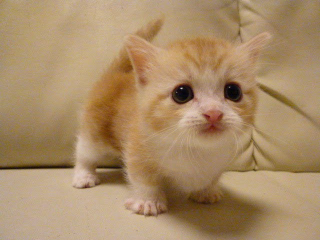 最高の動物画像 50 マンチカン 超 可愛い 子猫 画像