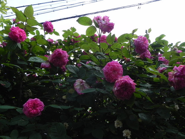 トップ100 モッコウバラ ピンク 最高の花の画像
