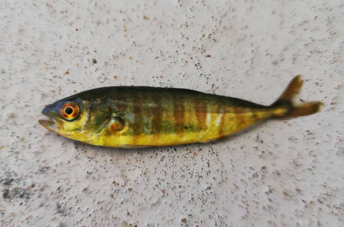 ベスト50 ブリ の 幼魚 すべての魚の画像