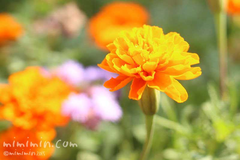 ラブリーオレンジ 花 言葉 最高の花の画像